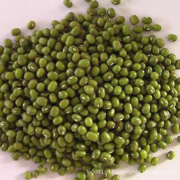 Hot Sale Competitivo Mung Bean